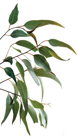 feuille d'eucalyptus